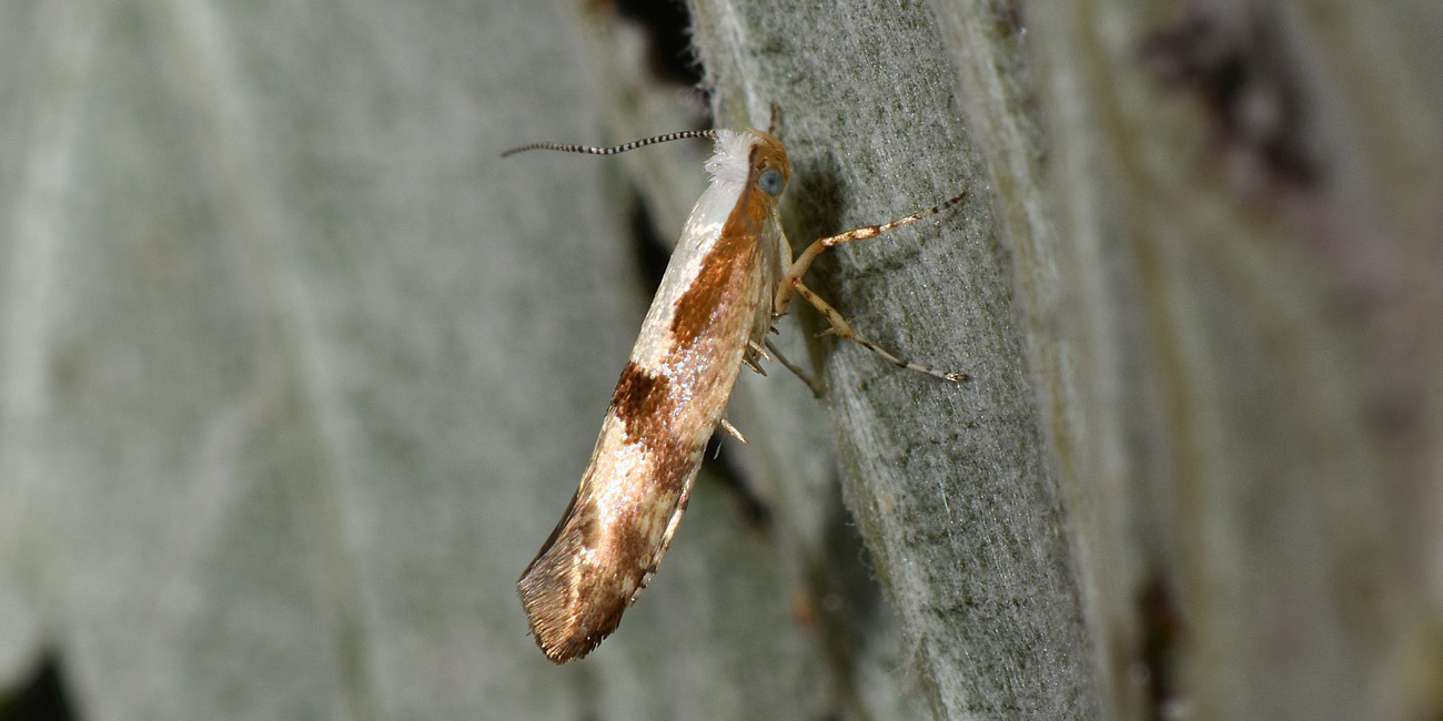 Argyresthia pruniella? S